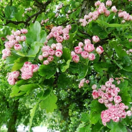 بذور شجرة الزعرور الانجليزي ( Crataegus laevigata )