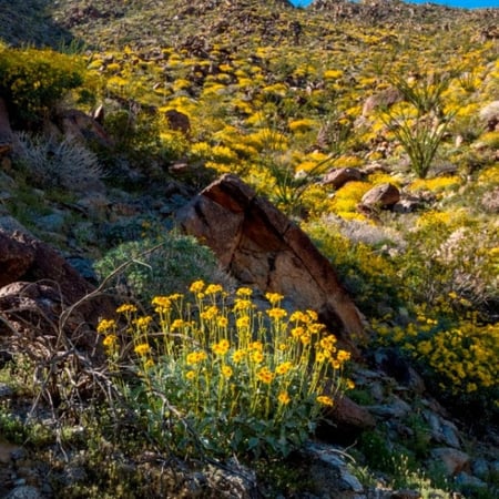 بذور شجيرة انسيليا العطرية ( Encelia farinosa )