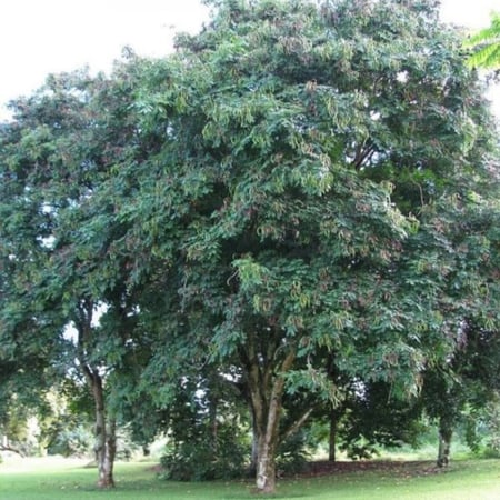 بذور شجرة الصندل المرجاني - مرجان الغابة ( Adenanthera pavonina )