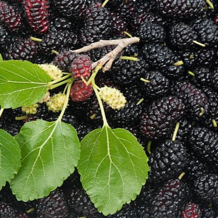 بذور شجرة التوت الشامي الأسود ‫( Morus Nigra )