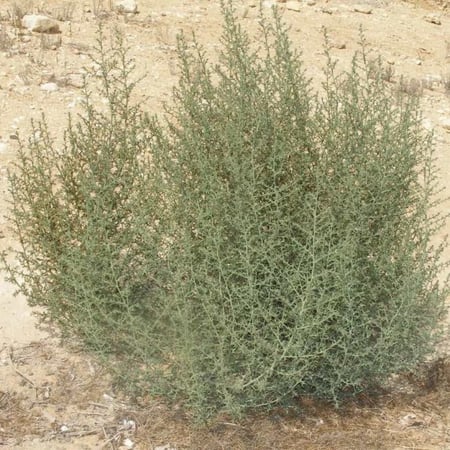 بذور البعيثران - شيح العطارين ( Artemisia Judaica )