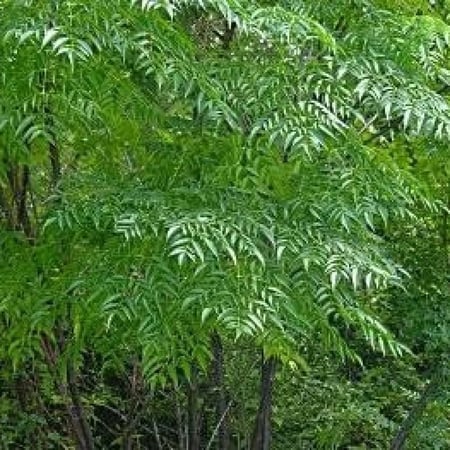 بذور شجرة الزنزلخت ( Melia azedarach )