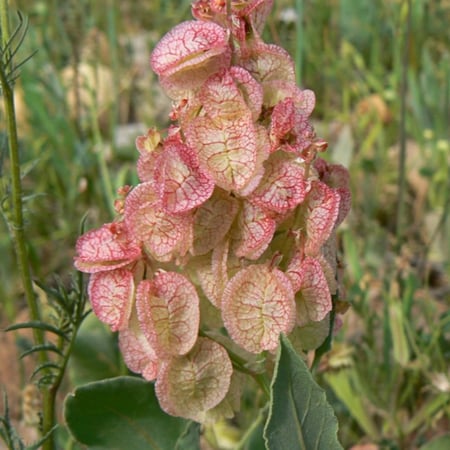 بذور شجيرة الحميض ( Rumex vesicarius )