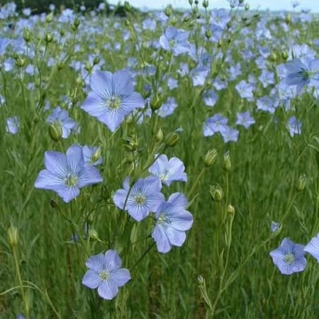 بذور الكتان ( LINUM USITATISSIMUM )