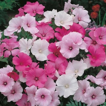 بذور زهرة لافاتيرا ( Lavatera trimestris )