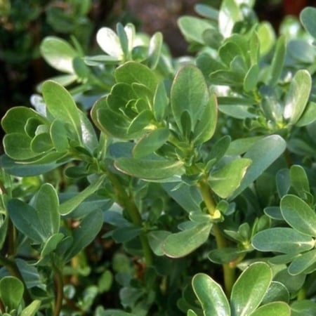 بذور الرجلة ( Portulaca oleracea )