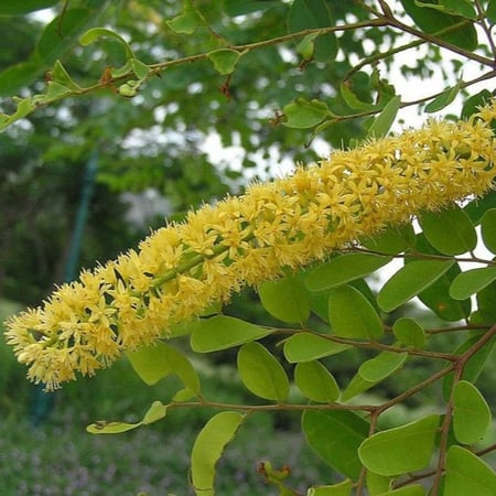 بذور شجرة الصندل المرجاني - مرجان الغابة ( Adenanthera pavonina )