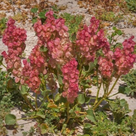 بذور شجيرة الحميض ( Rumex vesicarius )