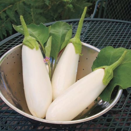 بذور الباذنجان الأبيض ( Solanum melongena )