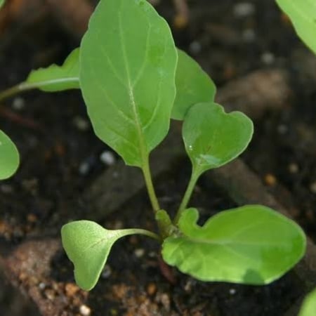 بذور نبات الجرجير ( Eruca Sativa )