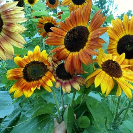 بذور دوار الشمس الاحمر ( velvet queen sunflower )