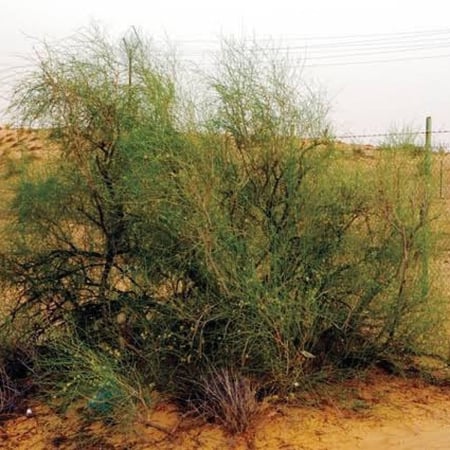 بذور شجيرة ارطى النفود - العبل ( calligonum comosum )