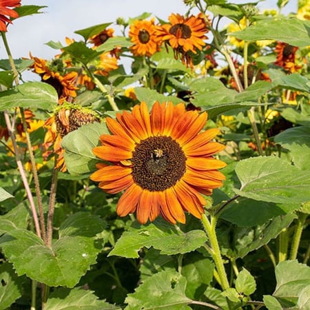 بذور دوار الشمس الاحمر ( velvet queen sunflower )