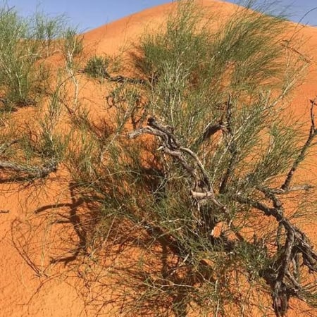 بذور شجيرة ارطى النفود - العبل ( calligonum comosum )