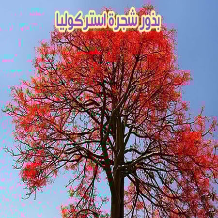 بذور استركوليا