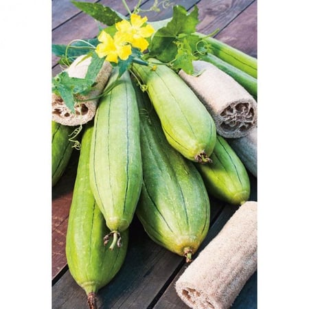 بذور قرع الليفة - Gourd Luffa Seeds