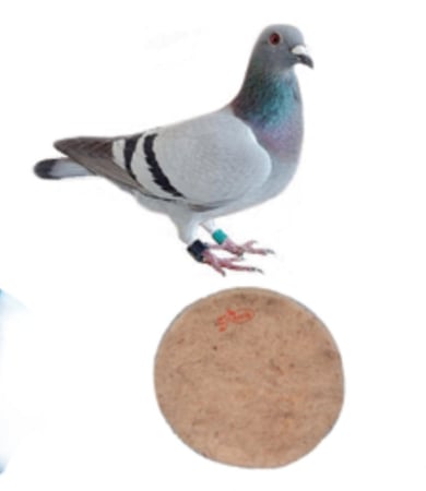 لباد/ بطانة / فرشة لاعشاش الحمام