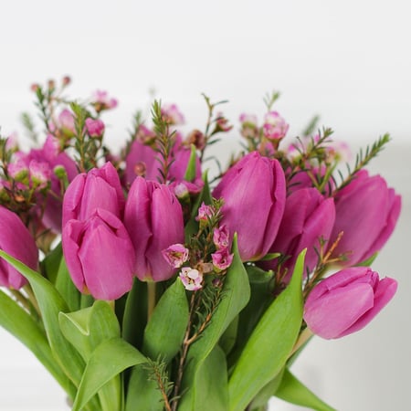 فازة التوليب بنفسجي