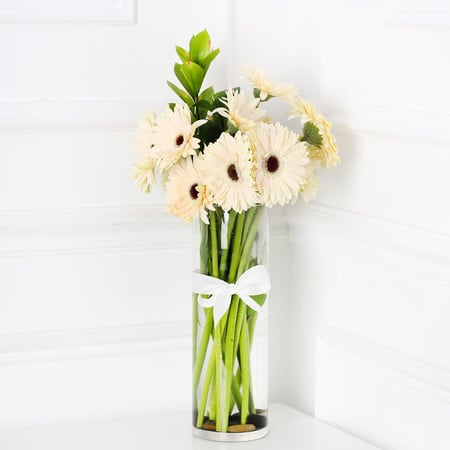 فازة الجربيرا ابيض