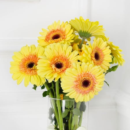 فازة الجربيرا اصفر