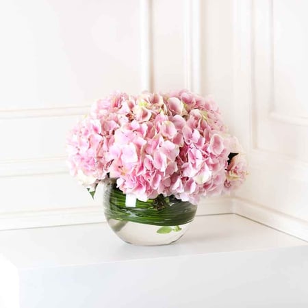 فازة الهيدرونجا وردي