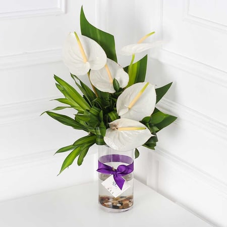 فازة الانثونيوم ابيض