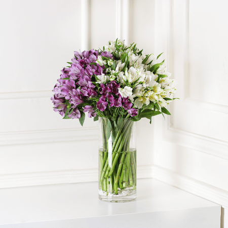 فازة الاستروميريا