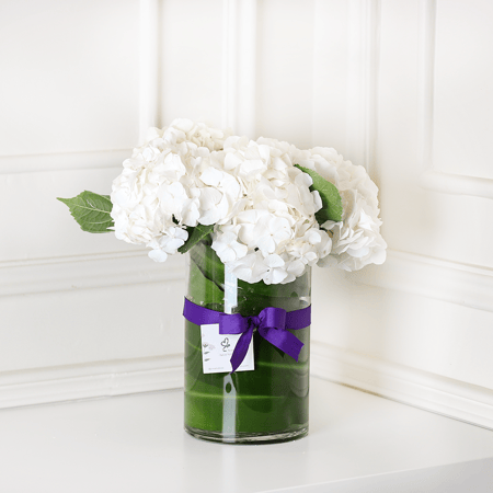 فازة الهيدرونجا ابيض