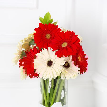 فازة الجربيرا احمر وابيض