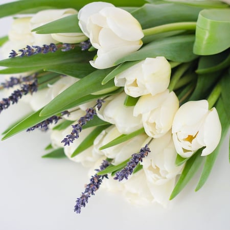 باقة التوليب الابيض مع اللافندر