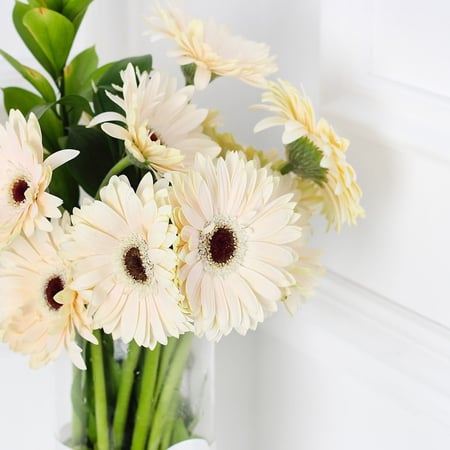 فازة الجربيرا ابيض