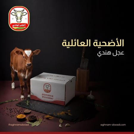 الاضحية العائلية عجل هندي