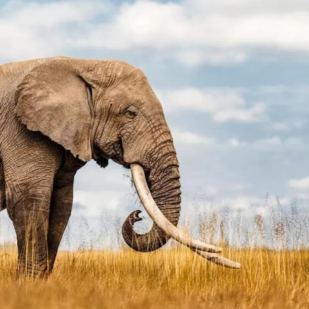 سبحة فاخرة من ناب الفيل الأفريقي