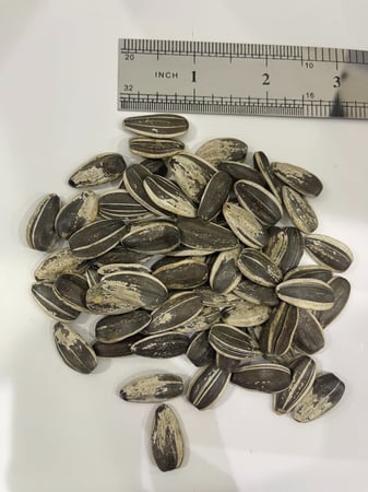 بذور عباد الشمس كبيرة الحجم للببغاوات