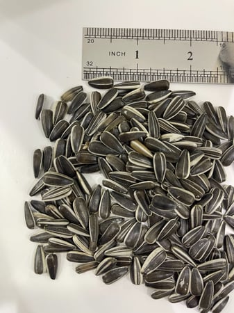 بذور عباد الشمس ( حب شمسي ) صغيرة  الحجم للببغاوات