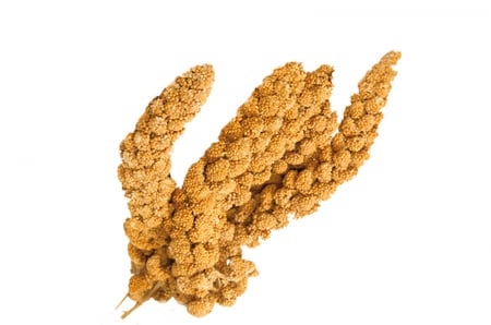 عناقيد المالت الذهبية Large Yellow Millet Sprays  1kg