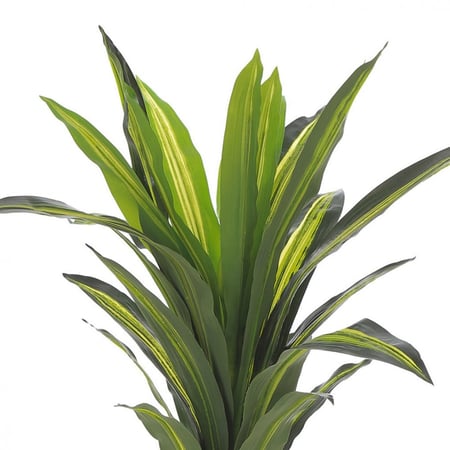 نبتة أڤيرا – لمسة خضراء بواقعية فائقة بارتفاع 100 سم