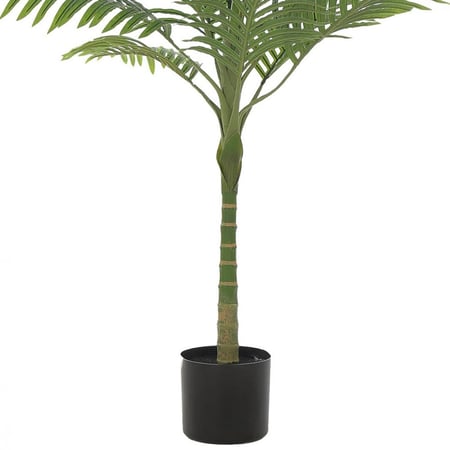 نخلة فيستا – أناقة استوائية بارتفاع 110 سم