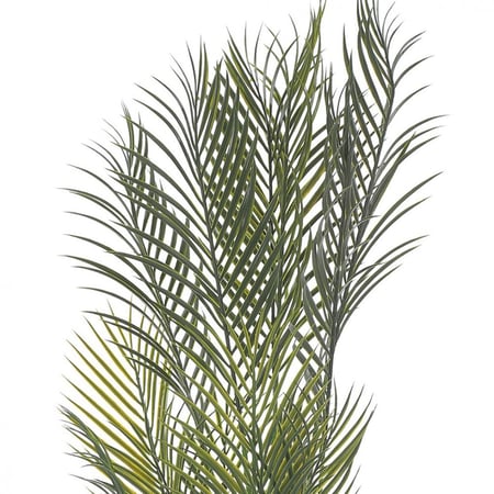 نخلة مارابيلا – فخامة التفاصيل الخضراء