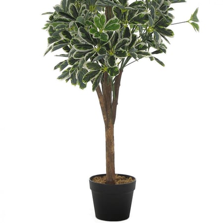 نبتة "دارَك فوليّا" – تصميم أنيق وطبيعي