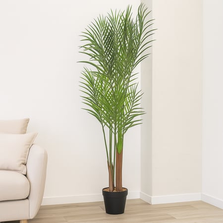 نخلة مارابيلا – فخامة التفاصيل الخضراء