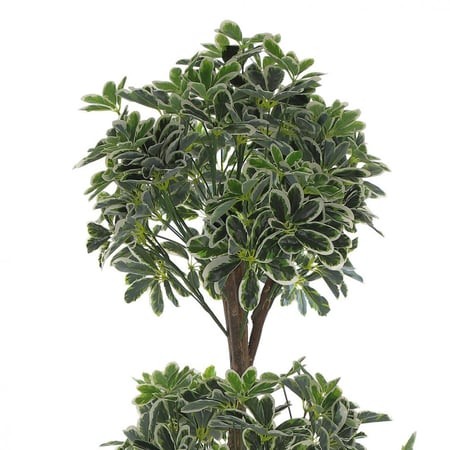 نبتة "دارَك فوليّا" – تصميم أنيق وطبيعي