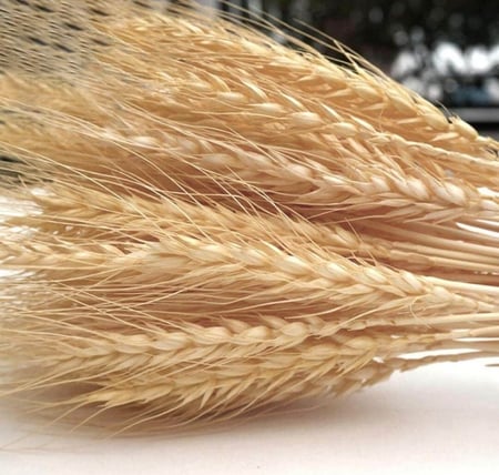 نبات قمح لتنسيق