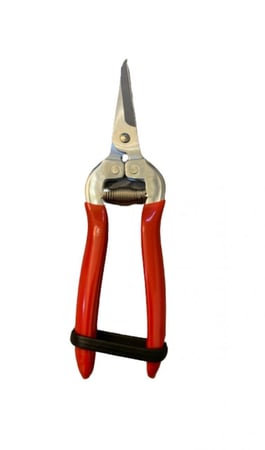 مقص نباتات مستقيم