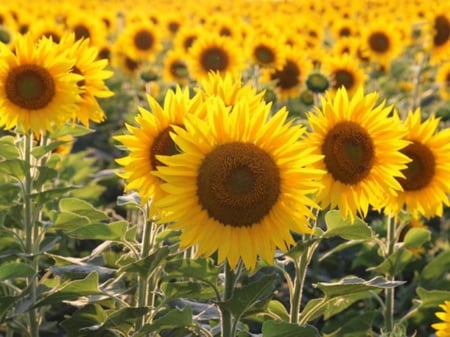 بذور دوار الشمس