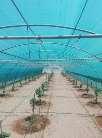 شبك الجزيرة 2×50×80%