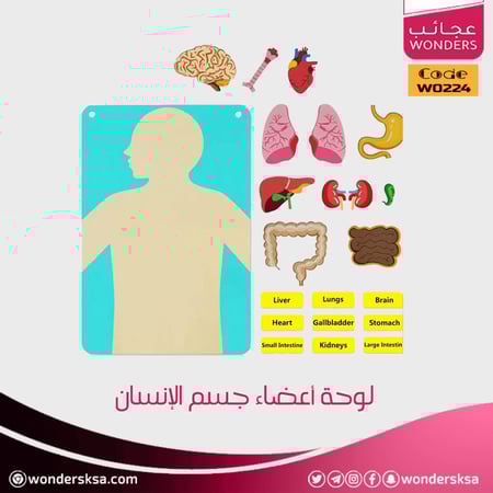 لوحة أعضاء جسم الإنسان