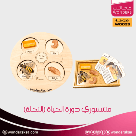 منتسوري دورة الحياة ومراحل النمو للحيوان للأطفال وحصص العلوم والأحياء