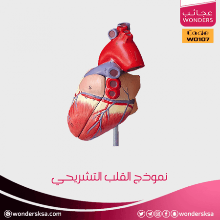 نموذج القلب التشريحي الطبي