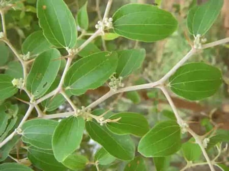 سدر مديني مطحون خالي من الشوائب